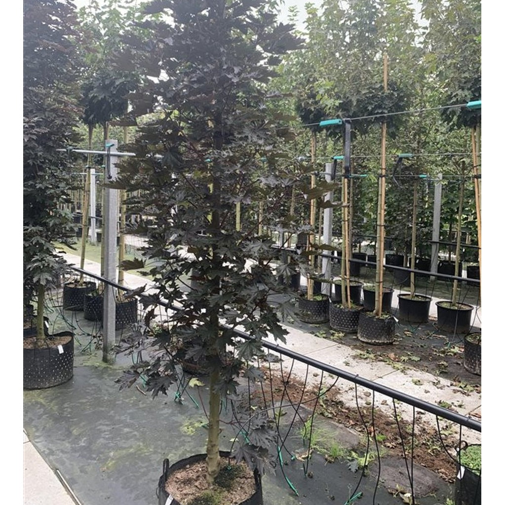 Skogslönn – Acer plat. 'Crimson Sentry' - 180 CM Stem C10